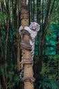 Big White Tiger Climbing on the Tree