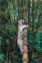 Big White Tiger Climbing on the Tree