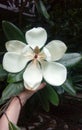 A big white tropical flower Magnolia grandiflora `Galissonniensis ` Royalty Free Stock Photo