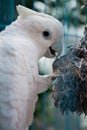 Big parrot in a cage