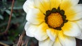 Big white wild daisy flower close up Royalty Free Stock Photo