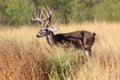 Big whitetail buck with blood on his antlers Royalty Free Stock Photo