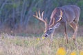 Big whitetail buck following scent of doe in heat Royalty Free Stock Photo