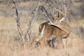 Big whitetail buck grooming his back