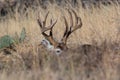 Big whitetail buck hiding by laying down in grass