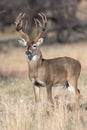 Big whitetail buck with massive grow tines Royalty Free Stock Photo