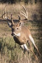 Big whitetail buck running after doe