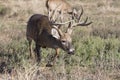 Big whitetail buck on trail for doe