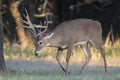 Big whitetail buck trailing whitetail does in heat