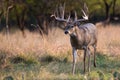 Big whitetail buck walking in look for doe Royalty Free Stock Photo