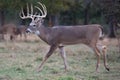 Big whitetail looking for mate Royalty Free Stock Photo