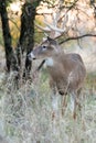 Big whitetail at sunset Royalty Free Stock Photo