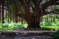 A big and wide banyan tree with down roots, Gingee fort, India Royalty Free Stock Photo
