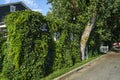 Tree on the side of a house wall covered in leaves