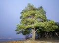 Big wide pine tree stands at the coast of scandinavian lake, foggy dark evening, house lights very long away at another side of