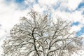 Big wide tree crown branches covered with snow with blue sky and bright shining sun on background. Winter nature scene Royalty Free Stock Photo