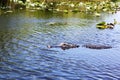 Big wild alligator swims in the lake at sunny day. Crocodile