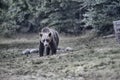 Big wild bear outcoming from the forest in Romania