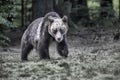 Big wild bear outcoming from the forest in Romania