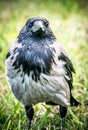 Big wild bird closeup. Hooded Crow, Corvus cornix Royalty Free Stock Photo