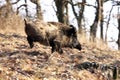 A big wild boar Royalty Free Stock Photo