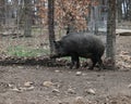 A big wild-boar Royalty Free Stock Photo