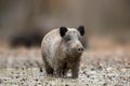 Big Wild boar. Autumn in the forest. Royalty Free Stock Photo