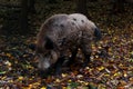 big wild boar in the autumn forest Royalty Free Stock Photo