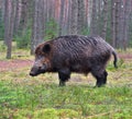 Big wild boar Royalty Free Stock Photo