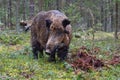 Big wild boar Royalty Free Stock Photo