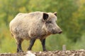 Big wild boar near the green forest Royalty Free Stock Photo