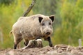 Big wild boar Royalty Free Stock Photo
