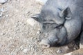 Big wild boar pig in the zoo close up Royalty Free Stock Photo