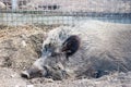 Big wild boar pig in the zoo close up Royalty Free Stock Photo