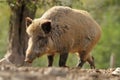 Big wild boar sow Royalty Free Stock Photo