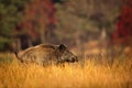 Big Wild boar, Sus scrofa, running in the grass meadow, red autumn forest in background, animal in the nature habitat, Germany Royalty Free Stock Photo