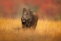 Big Wild boar, Sus scrofa, running in the grass meadow, red autumn forest in background Royalty Free Stock Photo