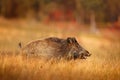 Big Wild boar, Sus scrofa, running in the grass meadow, red autumn forest in background, Germany Royalty Free Stock Photo