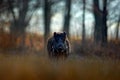 Big Wild boar, Sus scrofa, running grass meadow, red autumn forest in background. Wildlife scene from nature. Running animal in g Royalty Free Stock Photo