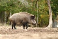 Big wild boar walking in a glade Royalty Free Stock Photo