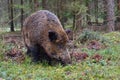 Big wild boar Royalty Free Stock Photo