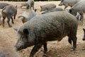 Big wild boar at the zoo