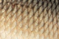 Big wild carp fish pattern textured skin scales macro view