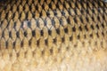 Big wild carp fish pattern textured skin scales macro view