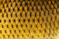 Big wild carp fish pattern textured skin scales macro view