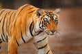 Big wild cat, endangered animal. End of dry season, beginning monsoon. Tiger walking in green vegetation. Wild Asia, wildlife Indi Royalty Free Stock Photo