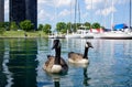 Big Wild ducks swimming close and looking to the camera Royalty Free Stock Photo