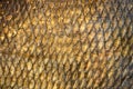 Big wild fish textured skin scales view.