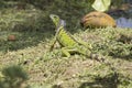 Big Wild Green iguana