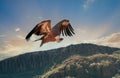 Big african eagle on the sky at sunset Royalty Free Stock Photo